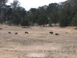 Thumbnail of IMG_0204.JPG