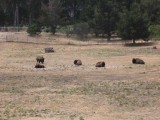 Thumbnail of IMG_0205.JPG