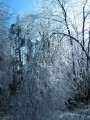 Thumbnail of IMG_0531.JPG