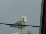 Thumbnail of IMG_0454.jpg