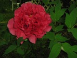 Thumbnail of IMG_0742.jpg