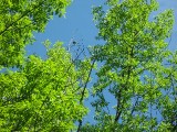 Thumbnail of IMG_0746.jpg