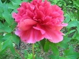 Thumbnail of IMG_0754.jpg