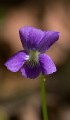 Thumbnail of P1030343.jpg